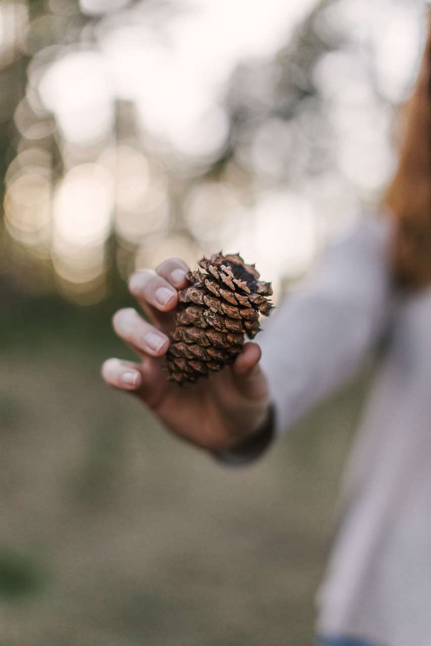 pine cone, outdoors, forest