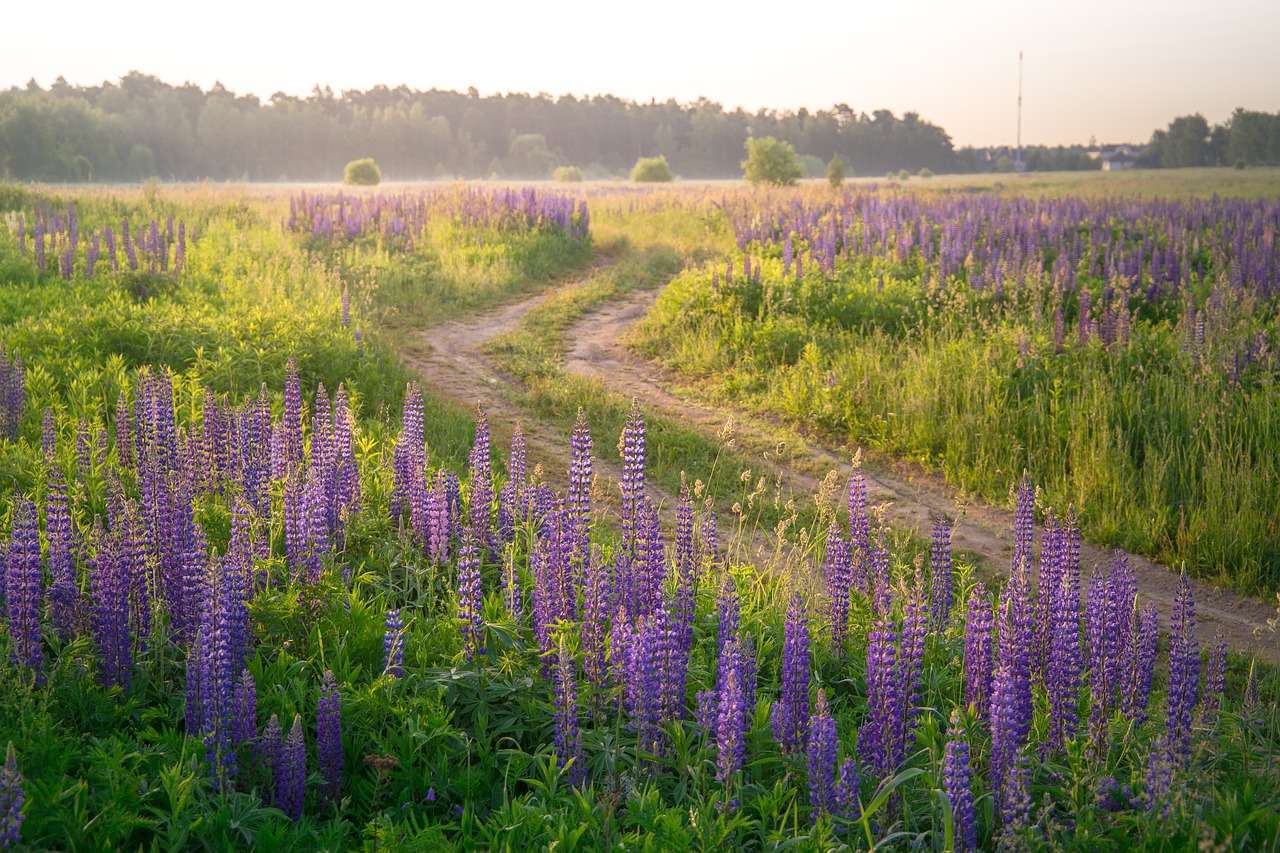 field, road, flower background