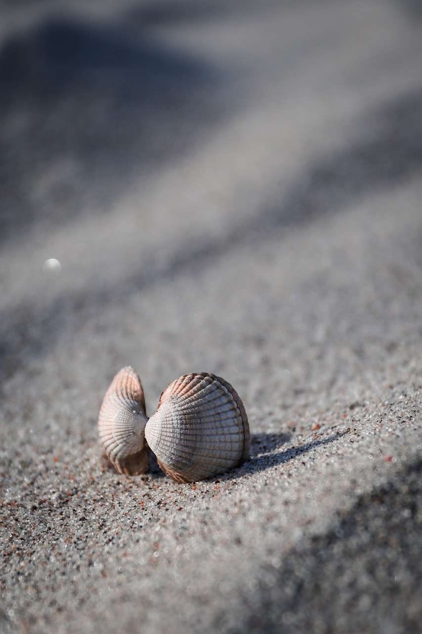 shell, beach, sand