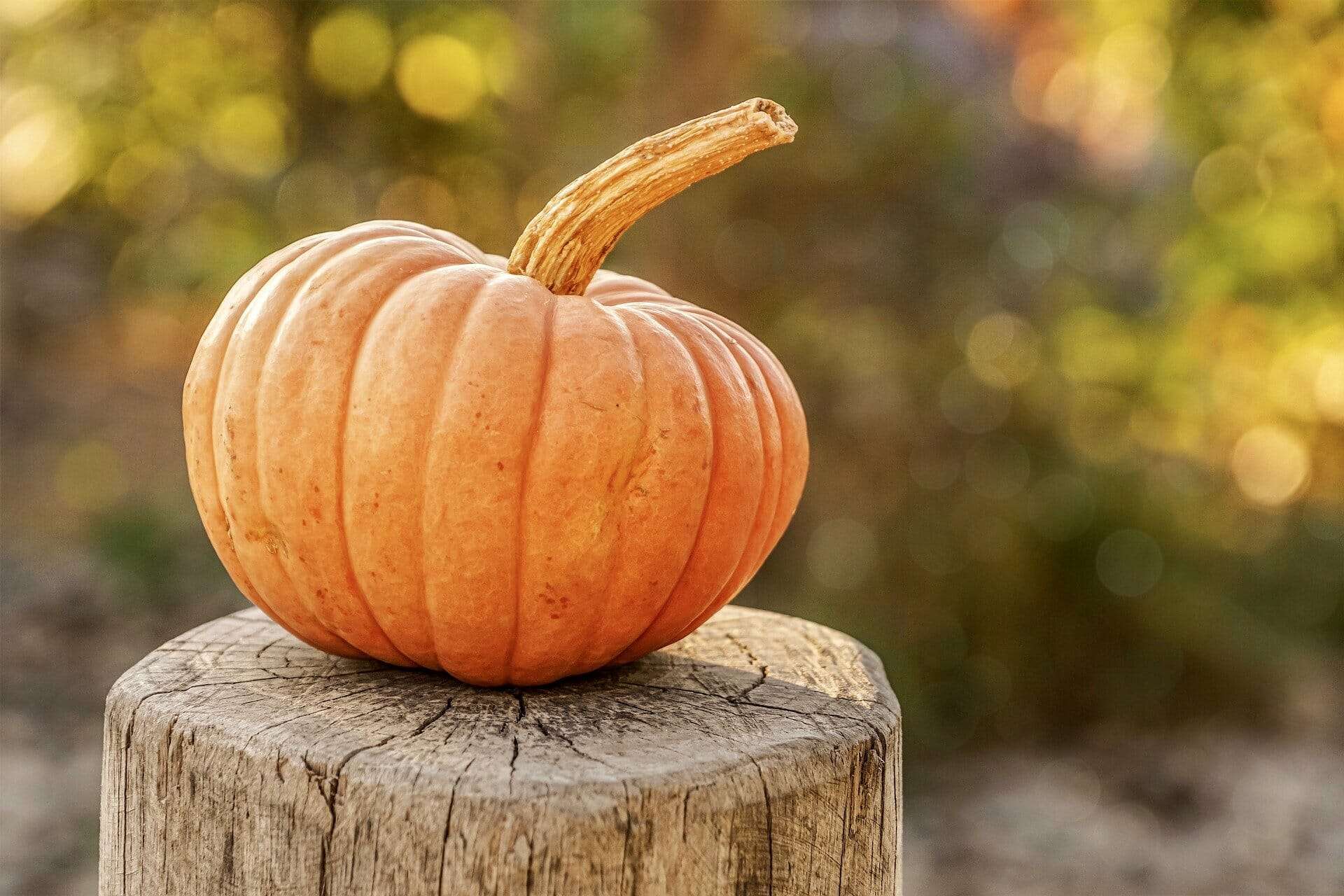 all-types-of-pumpkins-the-ultimate-guide-to-40-varieties-evergreen