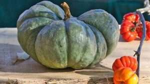 Type of green pumpkin