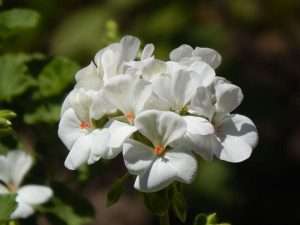 White geranium