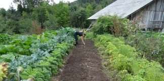 Woman in a vegetable garden