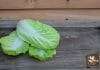 Growing chinese cabbage