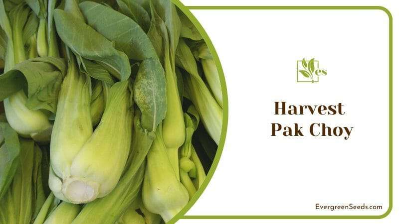 Harvest Pak Choy 1