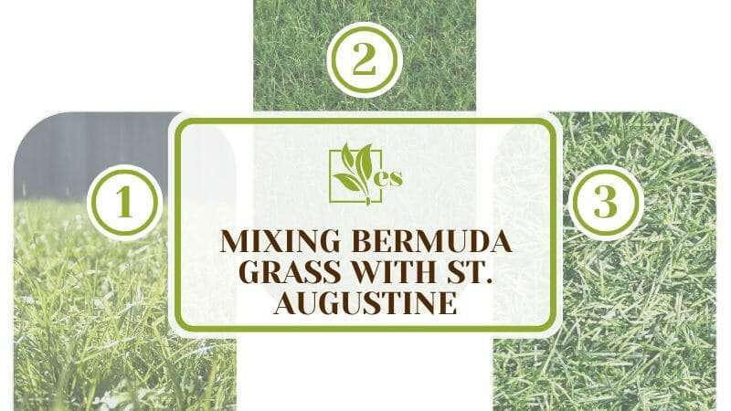 Mixing Bermuda Grass with St. Augustine 1