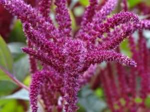 Purple amaranth plant