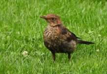Blackbird on a grass lawn