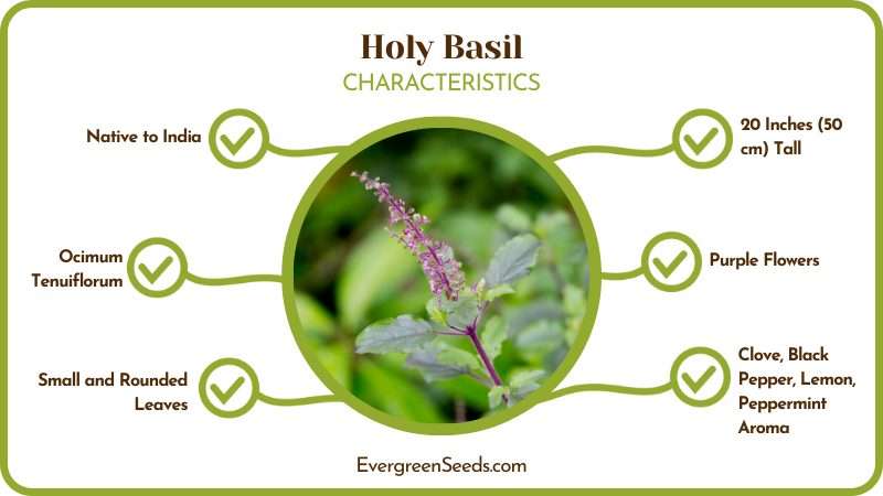 Holy basil known as tulsi plant 1