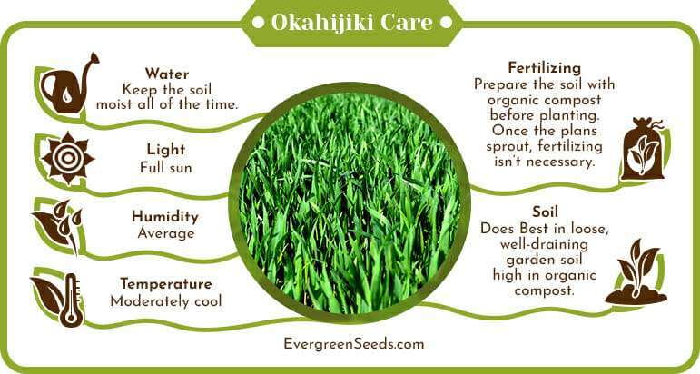 Okahijiki care infographic