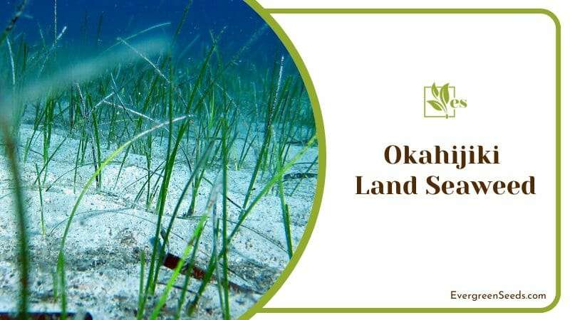 Okahijiki or land seaweed field