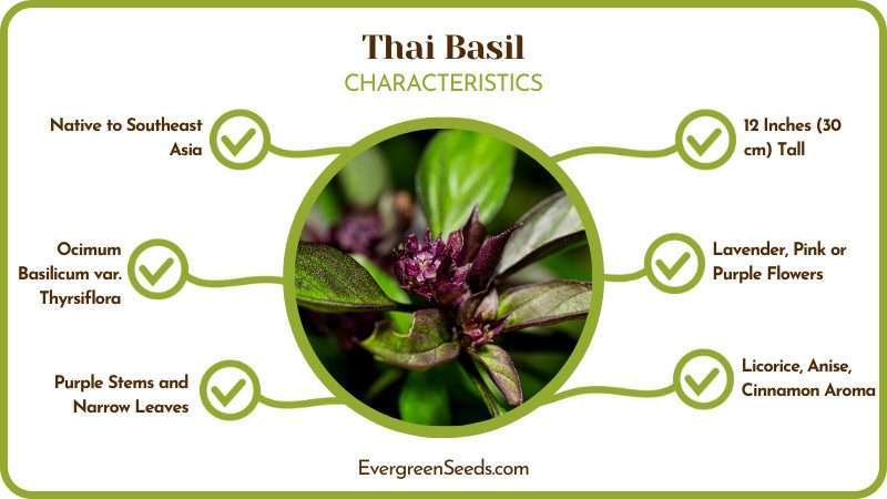 Thai Basil 1