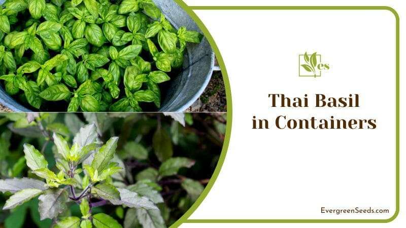 Thai holy basil growing in a container 1