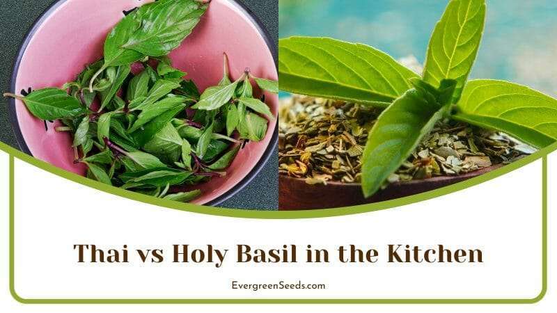 Thai vs Holy Basil in the Kitchen