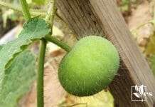 Tinda apple gourd plant