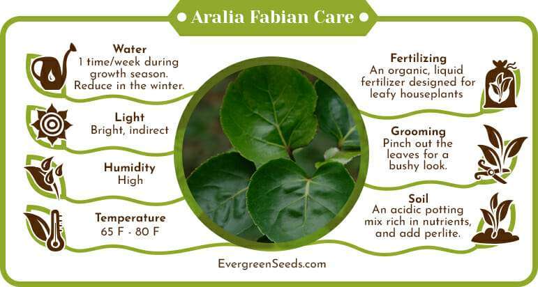 Aralia fabian care infographic