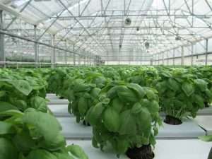 Basil in greenhouse