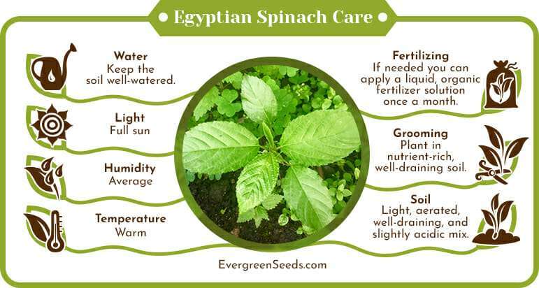 Egyptian spinach care infographic