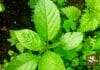 Grow Egyptian Spinach At Home