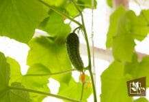 Growing Japanese Cucumbers at Home