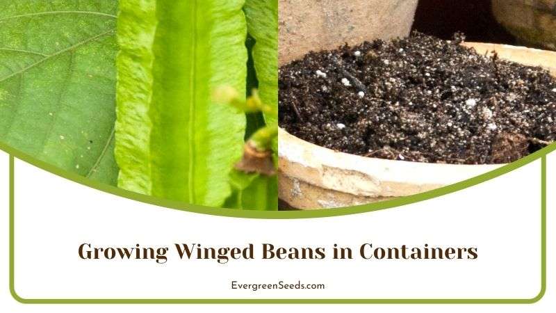 Growing Winged Beans in Containers
