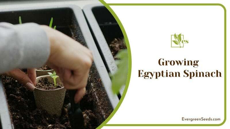 Growing egyptian spinach