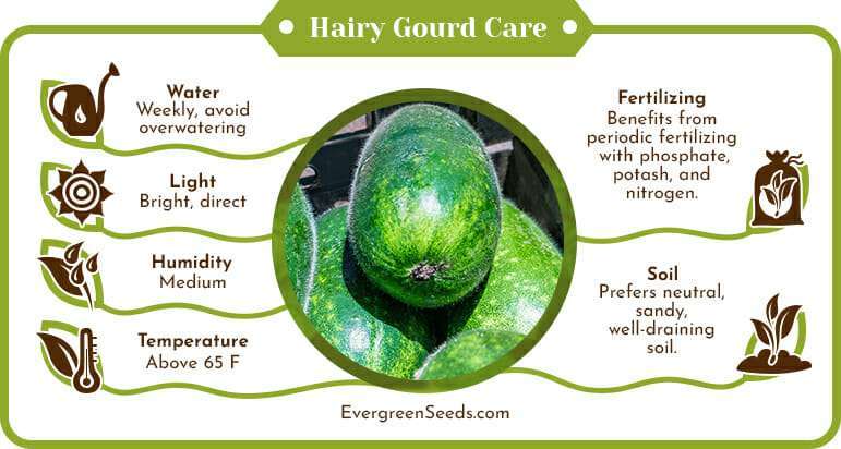 Hairy gourd care infographic