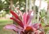 Hawaiian ti plant