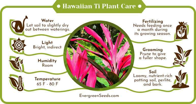 Hawaiian ti plant care infographic