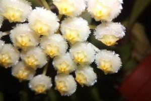 Hoya Lacunosa flowers