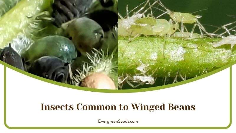 Insects Common to Winged Beans