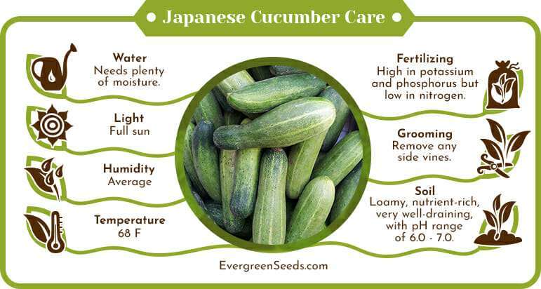Japanese cucumbers care infographic