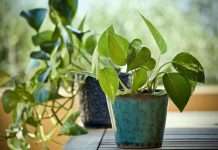 Silver philodendron or satin pothos plant