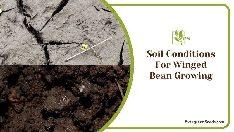 Soil Conditions for Winged Bean Growing