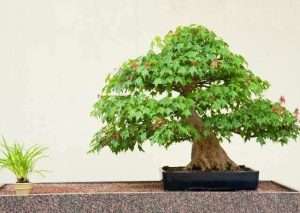 Sugar Maple Bonsai Complete Grow And Care Guide