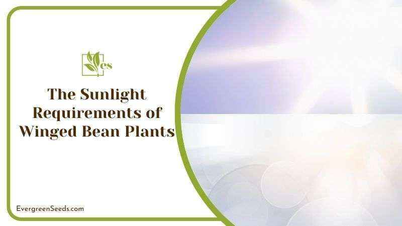 The Sunlight Requirements of Winged Bean Plants