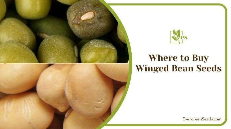 Where to Buy Winged Bean Seeds