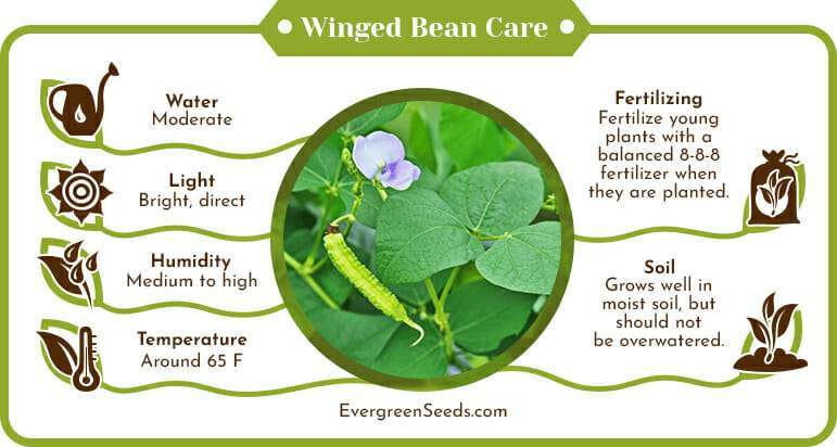 Winged bean care infographic