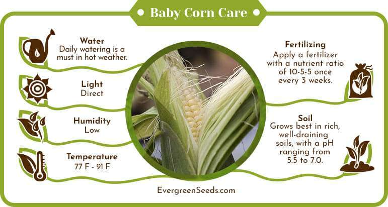 Baby corn care infographic