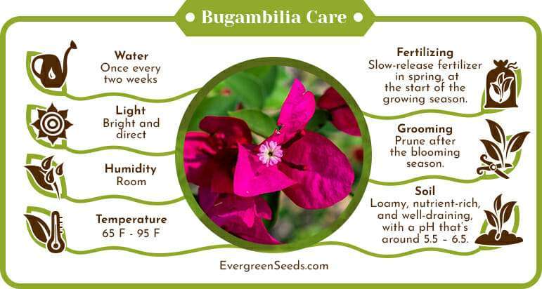 Bugambilia care infographic