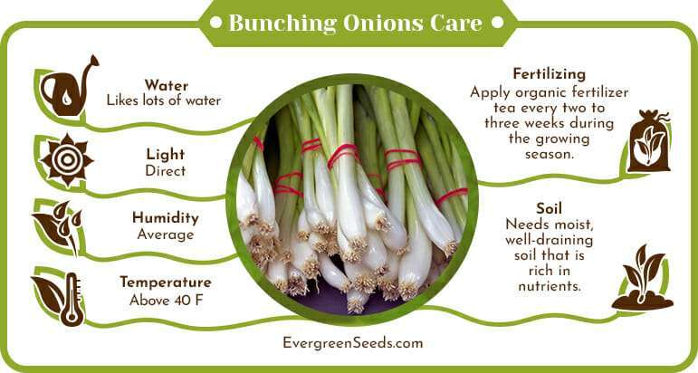 Bunching onions care infographic