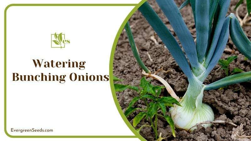 Bunching onions field