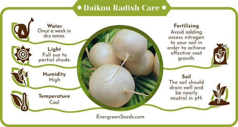 Daikon radish care infographic