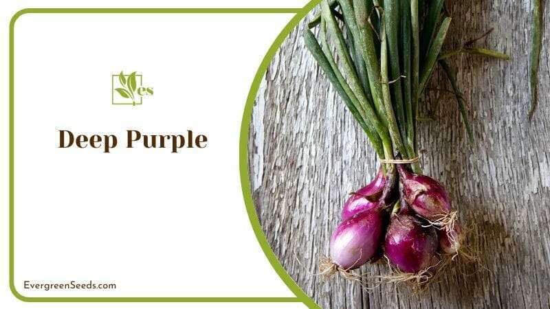 Deep purple bunching onions