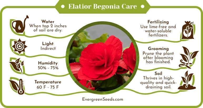 Elatior begonia care infographic