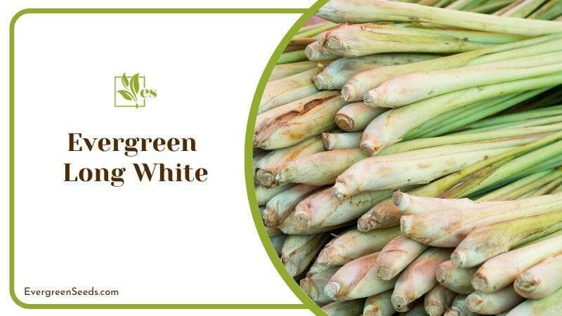 Evergreen long white bunching onion