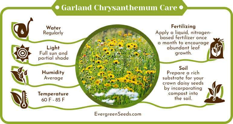 Garland chrysanthemum care infographic