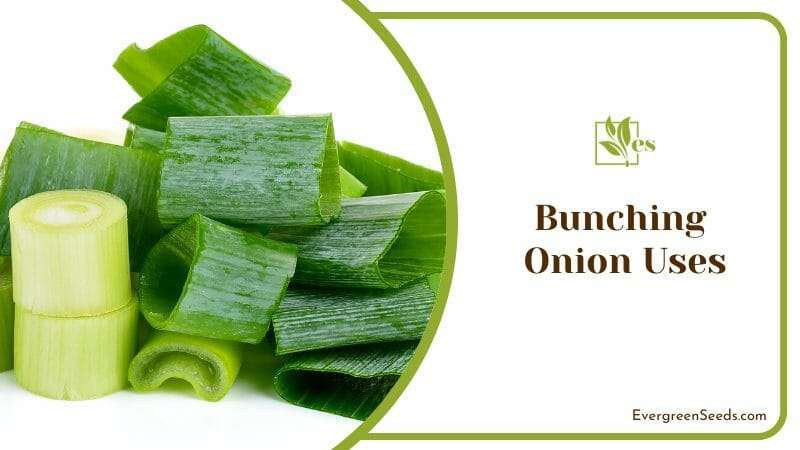 Green bunching onions