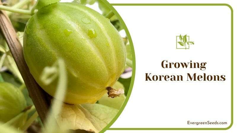 Growing Korian Melons