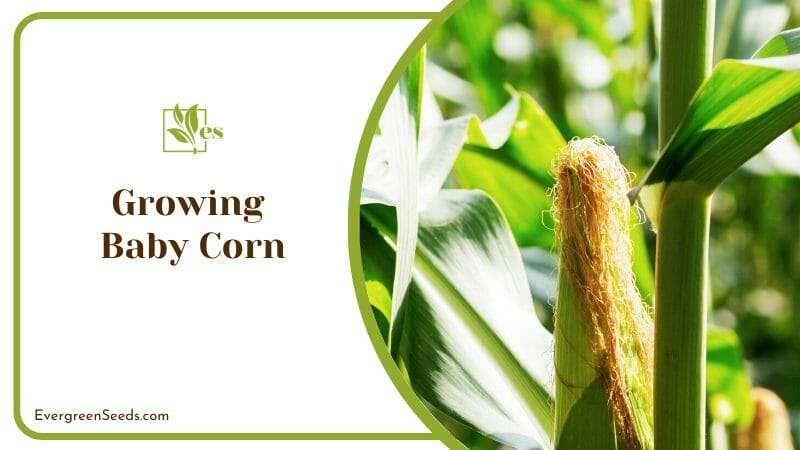 Growing baby corn